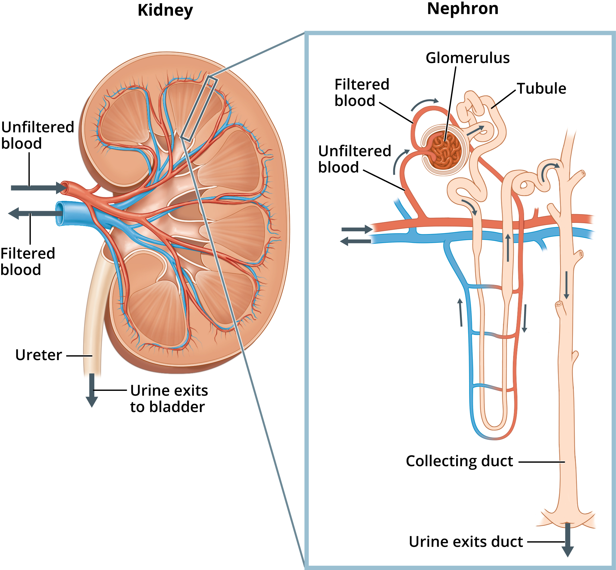 Kidney and nephron anatomy diagram.