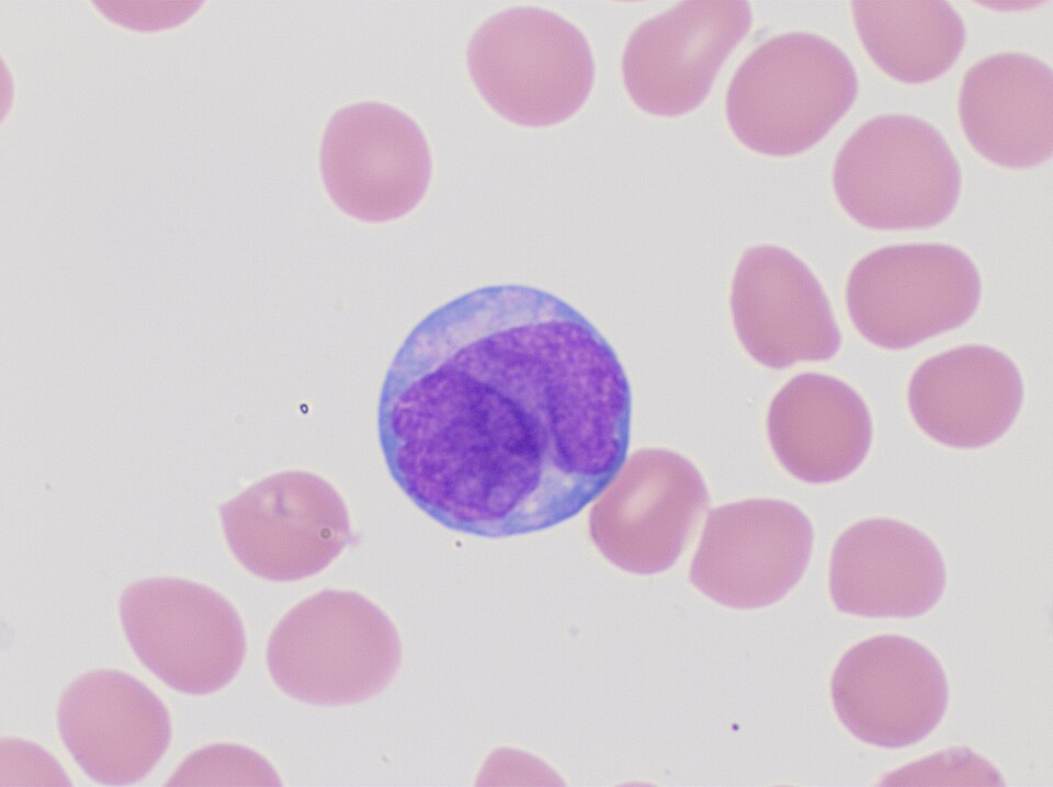 Hematology laboratory visual